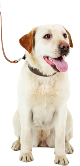 chien-laisse-animal-sante chien-laisse-animal-sante